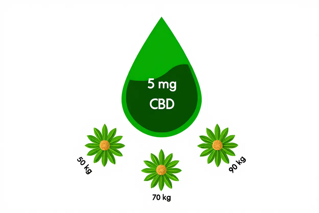 Comment prendre du cbd 10 : guide d'utilisation de l'huile de cannabidiol