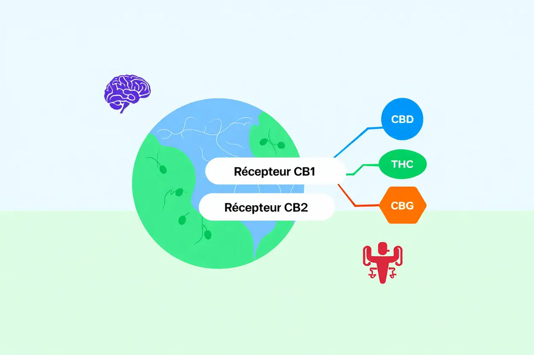 Cannabinoïdes naturels : définition, liste complète et effets