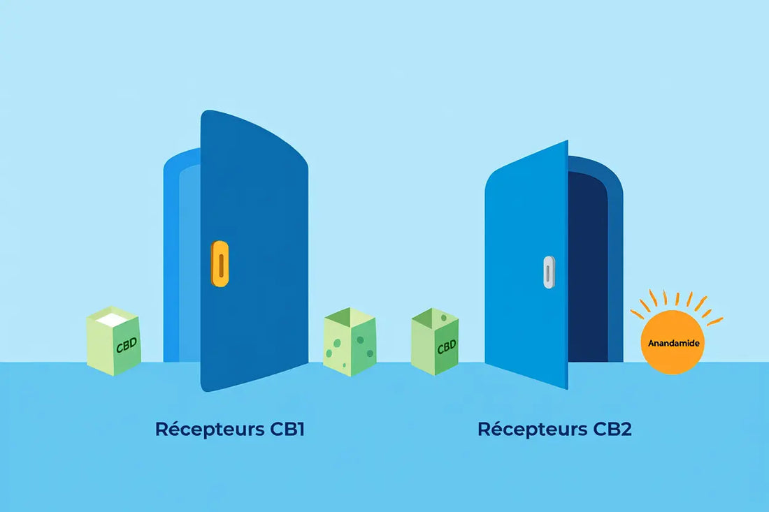 Le cbd efficace pour l'insomnie : mieux dormir naturellement