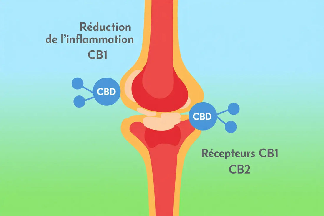 CBD et douleurs articulaires : le cannabidiol calme-t-il l'arthrose ?