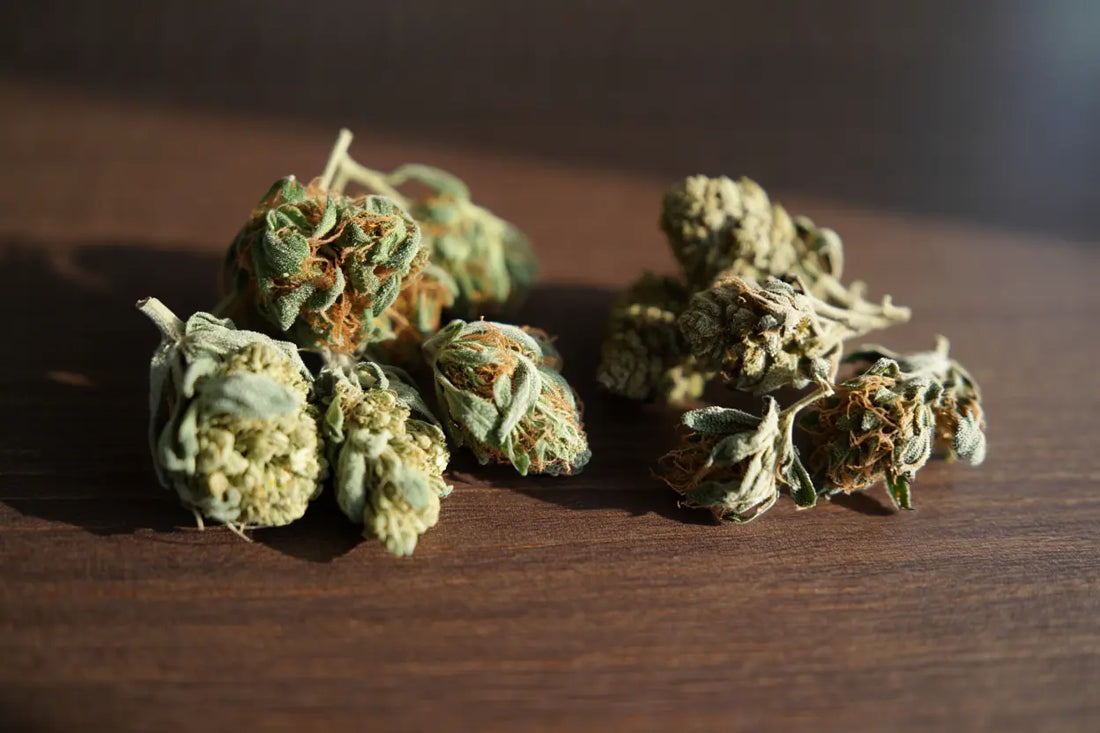 Fleurs de CBD naturelles vs cryogénisées : quelle différence ?