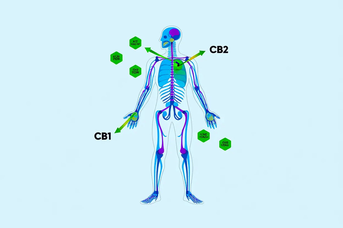 Cbd anti-douleur : guide complet et meilleurs produits 2026